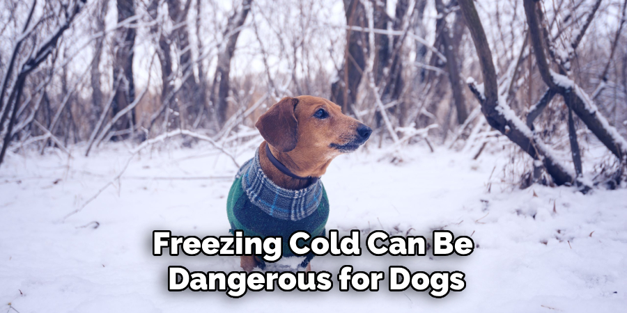 Freezing Cold Can Be
Dangerous for Dogs
