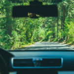 How to Travel With Plants in a Car