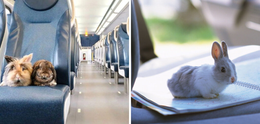 How to Travel With a Bunny in the Car