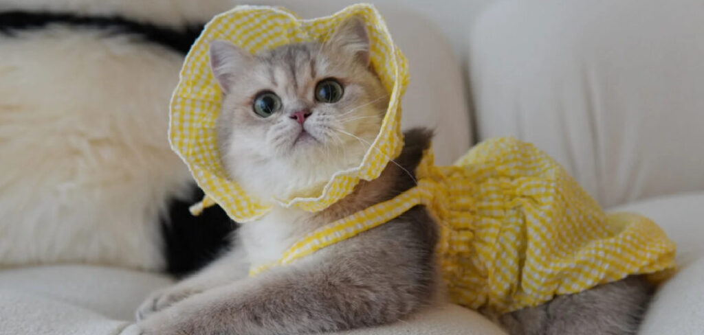 How to Travel With a Cat Litter Box