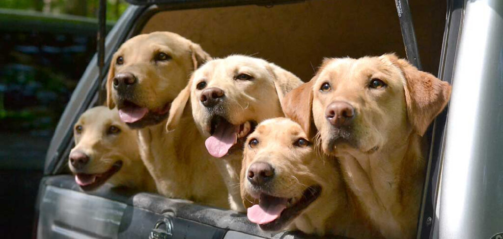 How to Travel With a Dog Internationally