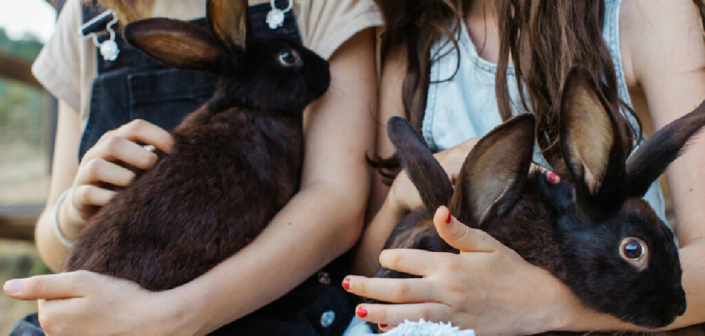 How to Travel With a Rabbit