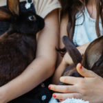 How to Travel With a Rabbit