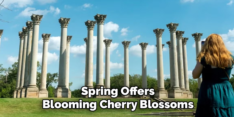 Spring Offers
Blooming Cherry Blossoms